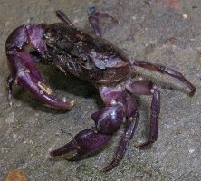 Potamonautes