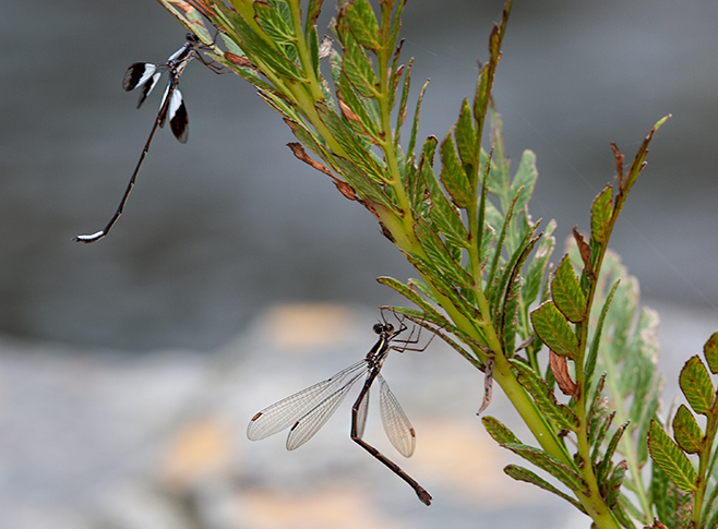 Damselflies: Male (top) and female (bottom) Chlorolestes umbratus