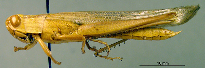 Petamella prosternalis