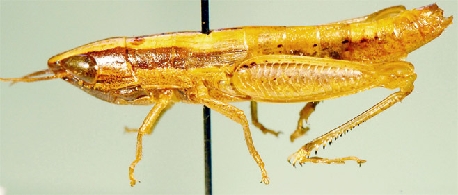 Pseudotristria isabelleae