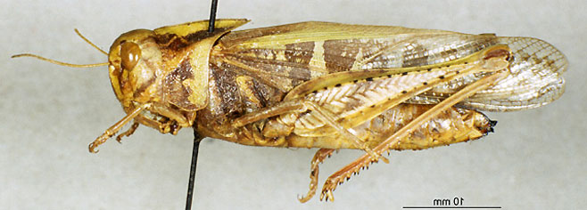 Gastrimargus crassicollis