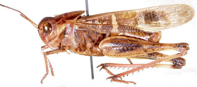 Gastrimargus crassicollis
