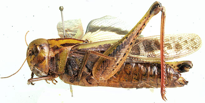Gastrimargus drakensbergensis