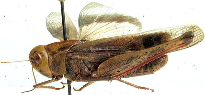 Gastrimargus drakensbergensis