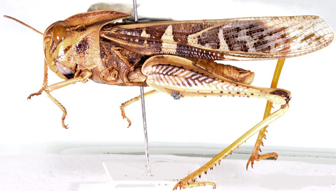 Gastrimargus acutangulus 
