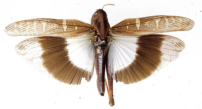 Gastrimargus acutangulus 