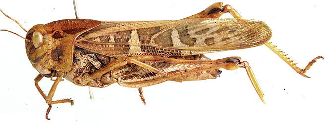 Gastrimargus acutangulus 