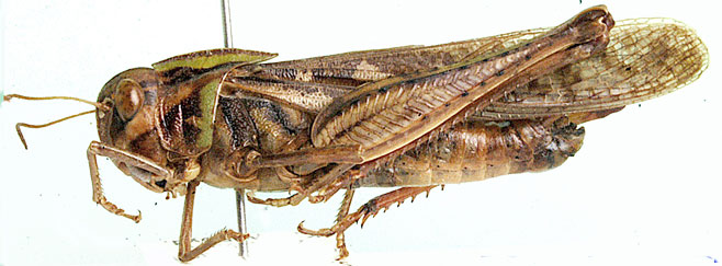 Gastrimargus determinatus