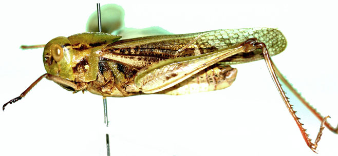 Gastrimargus determinatus