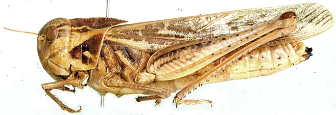 Gastrimargus determinatus