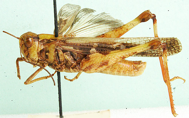 Oedaleus nigeriensis