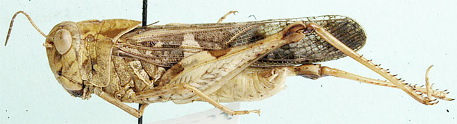 Oedaleus flavus 