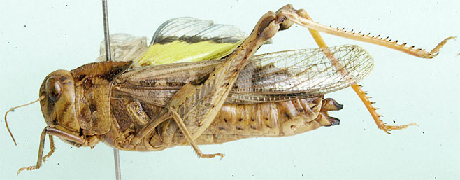 Oedaleus flavus 