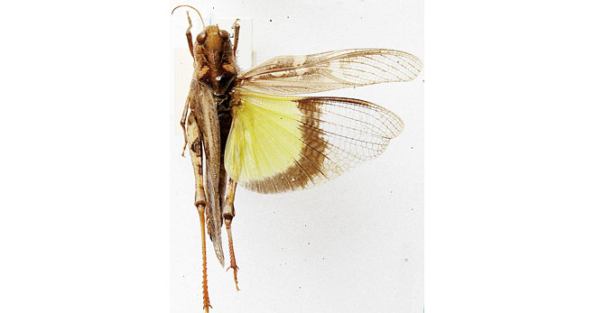 Oedaleus flavus 