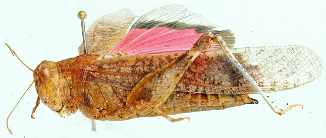 Scintharista magnifica