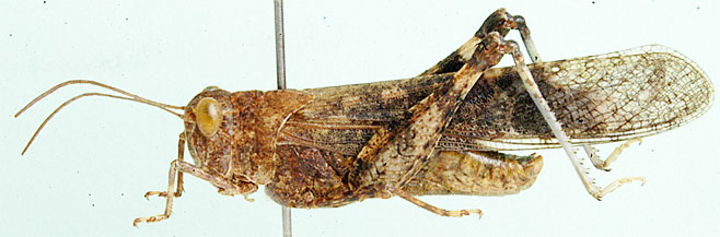 Scintharista magnifica