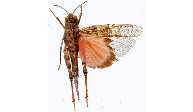 Scintharista rosacea 