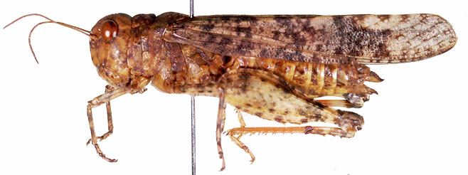 Scintharista rosacea 