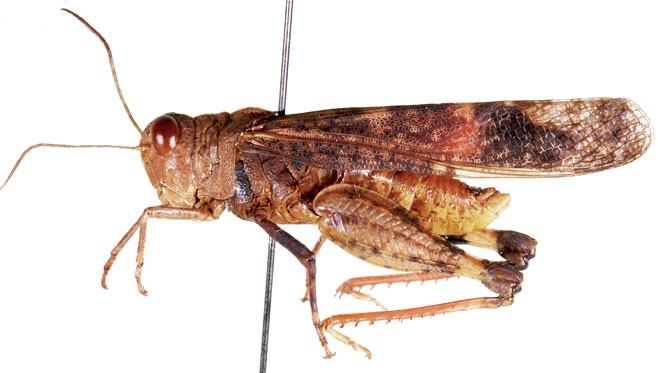 Scintharista rosacea 