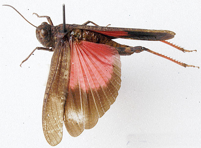 Scintharista saucia