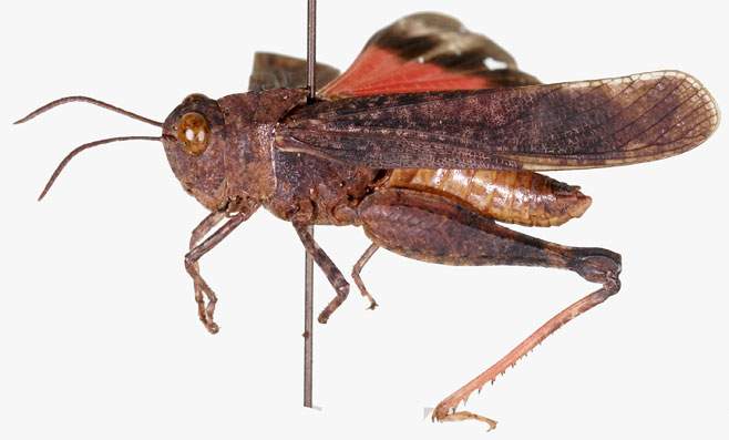 Scintharista saucia