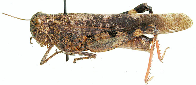 Scintharista saucia