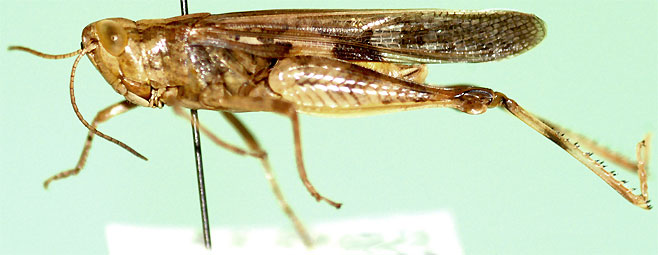 Aiolopus luridus