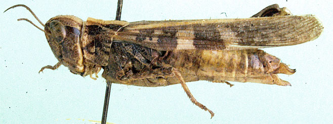 Aiolopus luridus