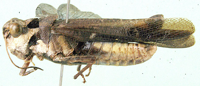 Heteropternis coerulea