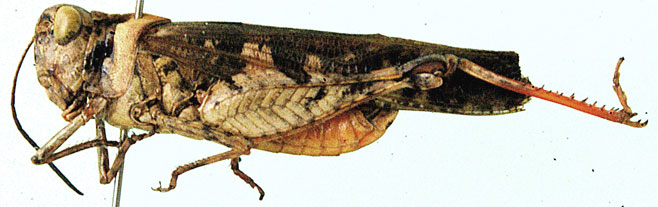 Heteropternis coerulea