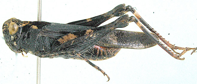 Heteropternis thoracica