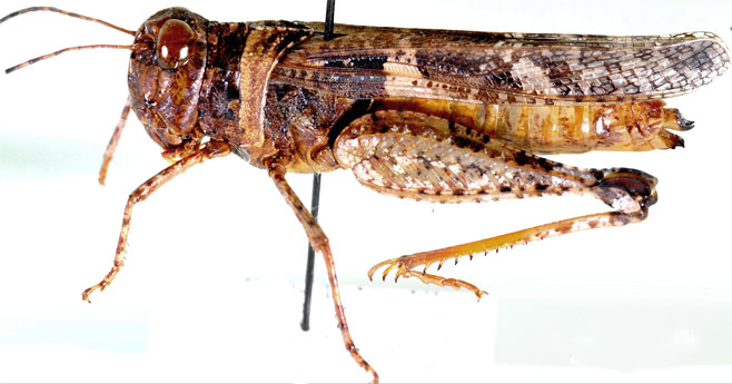 Heteropternis thoracica