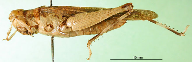 Jasomenia sansibara