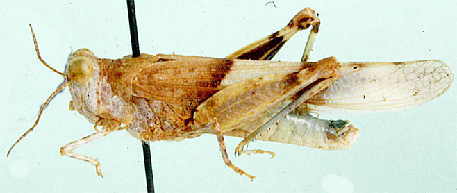 Sphingonotus basutensis