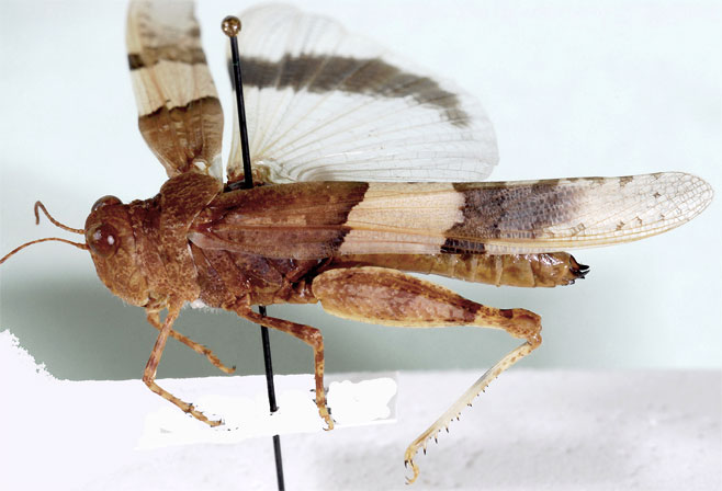 Sphingonotus basutensis
