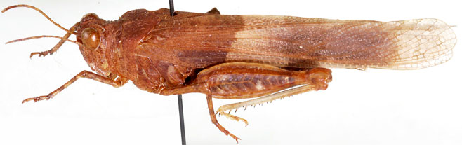 Sphingonotus scabriculus