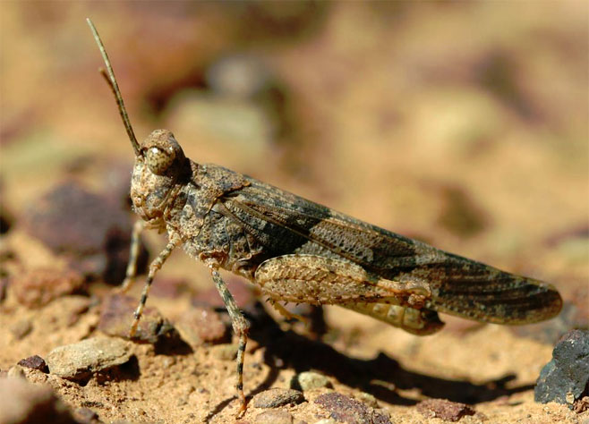 Sphingonotus nigripennis