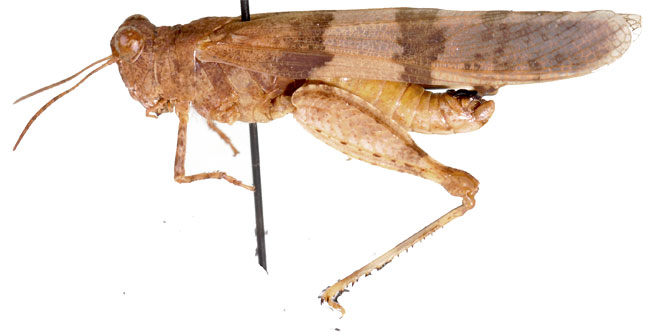 Sphingonotus nigripennis