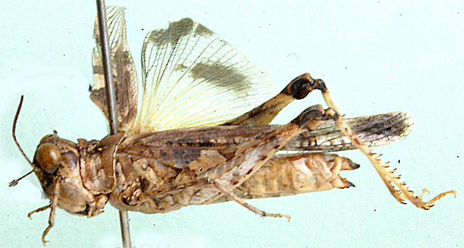 Acrotylus angulatus