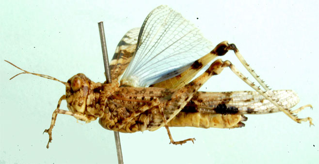 Acrotylus azureus