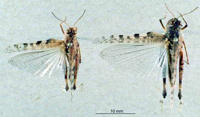 Acrotylus blondeli