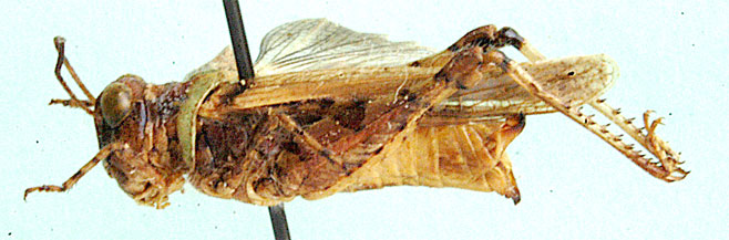 Acrotylus cabaceira