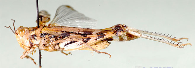 Acrotylus deustus
