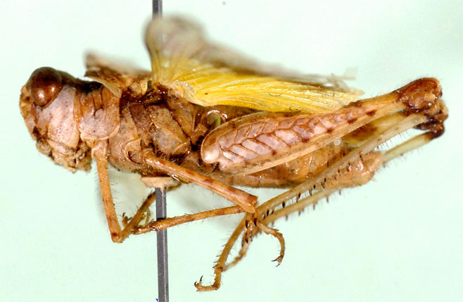 Acrotylus flavescens
