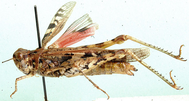 Acrotylus hottentotus