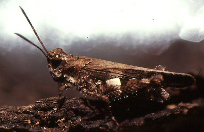 Trilophidia conturbata