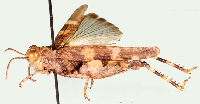 Trilophidia conturbata