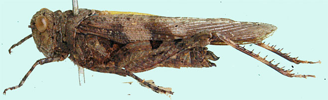 Trilophidia conturbata