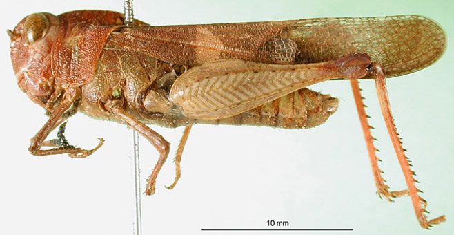 Humbe tenuicornis