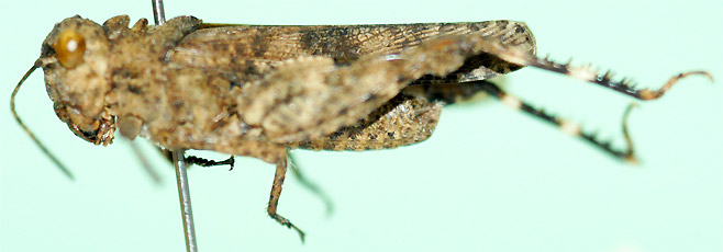 Tmetonota rugosa